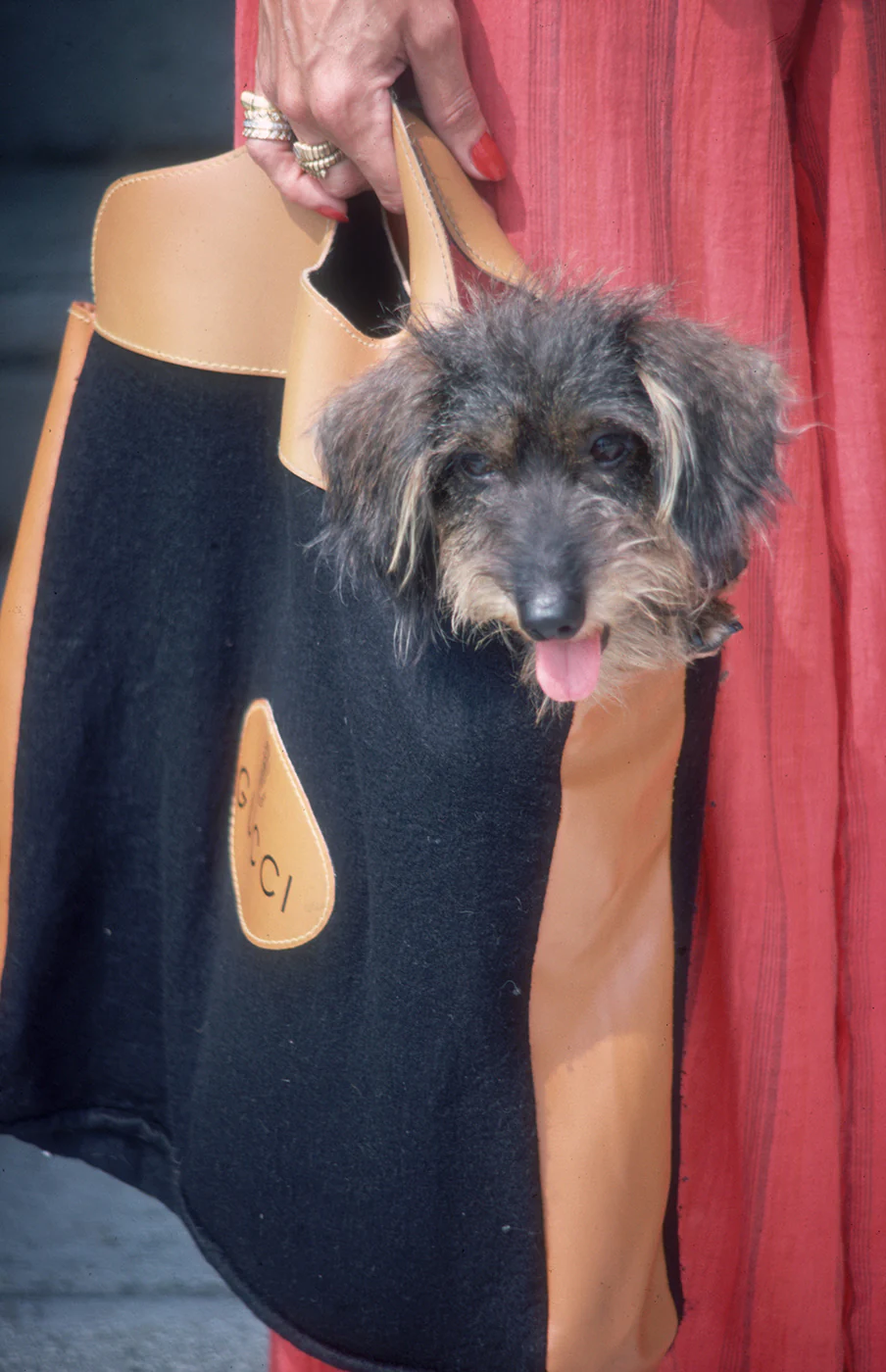 Slim Aarons "Gucci Pooch" Photograph