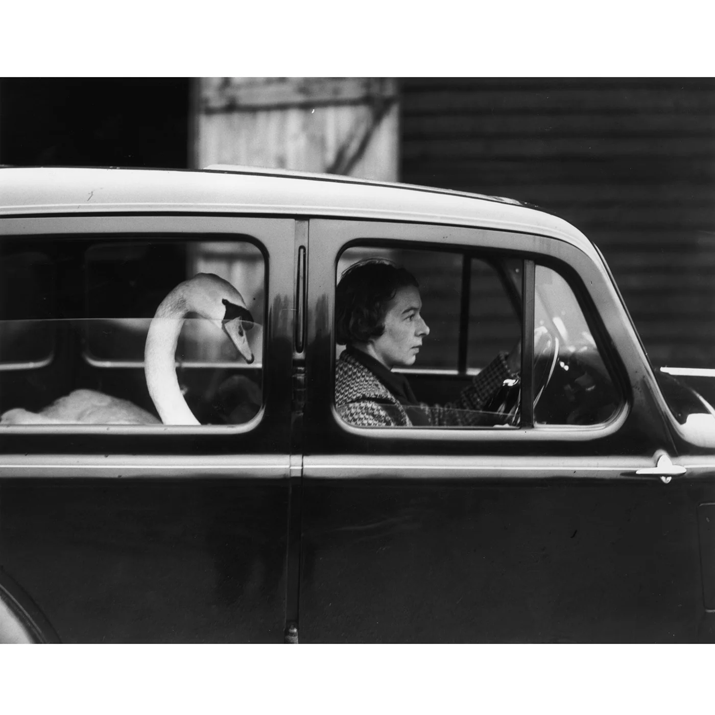 "Swan In A Car" from Getty Images
